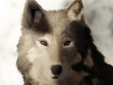 Click image for larger version

Name:	Wolf.png‎
Views:	29
Size:	2.75 MB
ID:	64154