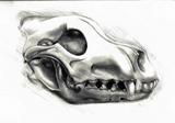 Click image for larger version

Name:	skull2.png‎
Views:	9
Size:	2.00 MB
ID:	82789