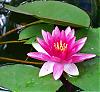 Click image for larger version

Name:	WaterLily.jpg‎
Views:	205
Size:	374.6 KB
ID:	20930