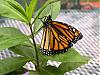 Click image for larger version

Name:	Monarch at rest.jpg‎
Views:	87
Size:	103.5 KB
ID:	17365