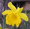 Click image for larger version

Name:	Daffodil Love.jpg‎
Views:	60
Size:	880.0 KB
ID:	19614