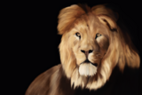 Click image for larger version

Name:	lion 1 alt.png‎
Views:	26
Size:	2.25 MB
ID:	64155