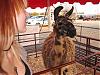 Click image for larger version

Name:	llama.jpg‎
Views:	46
Size:	50.9 KB
ID:	26282