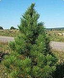 Click image for larger version

Name:	Norway_Red_Pine_Tree.jpg‎
Views:	15
Size:	59.6 KB
ID:	64188