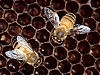 Click image for larger version

Name:	Bee.Hive.gif‎
Views:	138
Size:	171.5 KB
ID:	1062