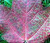 Click image for larger version

Name:	red leaf crop resize.jpg‎
Views:	135
Size:	1.07 MB
ID:	23627