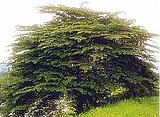 Click image for larger version

Name:	Aratiles+Tree.jpg
Views:	20
Size:	36.6 KB
ID:	64223