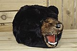 Click image for larger version

Name:	Bear-Hat_8470-l.jpg
Views:	72
Size:	127.8 KB
ID:	43900