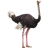 Name:  ostrich.png
Views: 83
Size:  2.6 KB