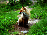 Click image for larger version

Name:	Fox At Camp.jpg
Views:	157
Size:	423.9 KB
ID:	54840