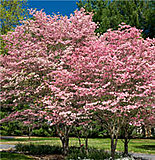 Click image for larger version

Name:	Pink_Flowering_Dogwood_Parking_Lot_220.jpg
Views:	21
Size:	21.6 KB
ID:	67899