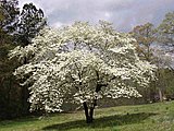 Click image for larger version

Name:	dogwood_tree_copy_800x6001.jpg
Views:	14
Size:	100.9 KB
ID:	67900