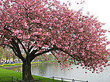 Click image for larger version

Name:	Cherry-Blossom-Tree-trees-19838736-500-375.jpg
Views:	9
Size:	229.9 KB
ID:	67905