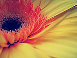 Click image for larger version

Name:	i_am_your_sunflower_by_uta09-d4gmaiq.jpg
Views:	139
Size:	80.8 KB
ID:	54194