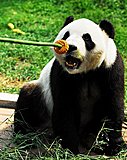 Click image for larger version

Name:	giant-panda-eat-mooncakes-11091202.jpg
Views:	19
Size:	64.6 KB
ID:	77853