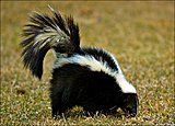 Click image for larger version

Name:	skunk-picture.jpg
Views:	10
Size:	52.7 KB
ID:	50390