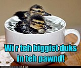 Click image for larger version

Name:	funny-animal-captions-animal-capshunz-who-cares-how-small-the-pond-is.jpg
Views:	14
Size:	44.4 KB
ID:	65803