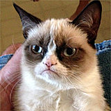 Click image for larger version

Name:	Grumpy-Cat.jpg
Views:	40
Size:	16.5 KB
ID:	72844