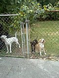 Click image for larger version

Name:	doggies.jpg
Views:	12
Size:	27.5 KB
ID:	72848