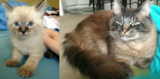 Click image for larger version

Name:	cat development.png‎
Views:	11
Size:	819.0 KB
ID:	86042