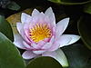 Click image for larger version

Name:	2006-07-03 - Water-lily.jpg
Views:	197
Size:	57.0 KB
ID:	40049