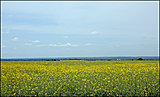 Click image for larger version

Name:	grassland1.jpg
Views:	14
Size:	516.3 KB
ID:	48782