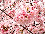 Click image for larger version

Name:	ueno-sakura.jpg
Views:	49
Size:	354.0 KB
ID:	64153