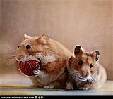 Click image for larger version

Name:	cute-animals-daily-squee-one-big-bite.jpg
Views:	23
Size:	30.1 KB
ID:	65446