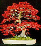 Click image for larger version

Name:	Bonsai2.jpg
Views:	10
Size:	28.9 KB
ID:	64235