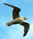 Click image for larger version

Name:	Underneath_the_Seagull_II_by_FennaChan.jpg
Views:	13
Size:	199.8 KB
ID:	42559