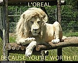 Click image for larger version

Name:	funny-animal-captions-animal-capshunz-always-knew-lions-were-sell-outs.jpg
Views:	14
Size:	77.4 KB
ID:	65524