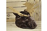 Click image for larger version

Name:	Moose-Hat_8464-l.jpg
Views:	80
Size:	118.8 KB
ID:	48304