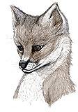 Click image for larger version

Name:	Fox.jpg
Views:	40
Size:	2.88 MB
ID:	73312