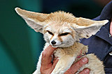 Click image for larger version

Name:	10_Month_Old_Fennec_Fox.jpg
Views:	106
Size:	2.28 MB
ID:	81043