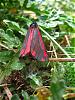 Click image for larger version

Name:	cinnabar moth.jpg‎
Views:	142
Size:	572.4 KB
ID:	20744