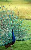 Click image for larger version

Name:	Eyes_of_the_Peacock_by_FennaChan.jpg
Views:	14
Size:	220.3 KB
ID:	42689