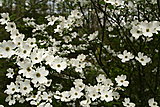 Click image for larger version

Name:	dogwood-tree.jpg
Views:	23
Size:	1.06 MB
ID:	67901