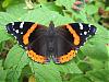 Click image for larger version

Name:	redadmiral_1024x768.jpg‎
Views:	50
Size:	613.8 KB
ID:	17994