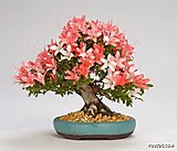 Click image for larger version

Name:	japanese_bonsai_trees_25.jpg
Views:	11
Size:	34.2 KB
ID:	64234