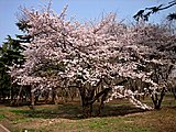 Click image for larger version

Name:	sakura-tree-in-bloom.jpg
Views:	10
Size:	349.4 KB
ID:	67909