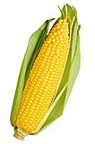 Click image for larger version

Name:	ear-of-corn.jpg
Views:	29
Size:	112.5 KB
ID:	77775