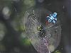 Click image for larger version

Name:	spider.jpg‎
Views:	108
Size:	64.1 KB
ID:	931