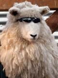 Name:  CoolSheep.jpg
Views: 16
Size:  5.1 KB