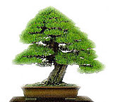 Click image for larger version

Name:	bonsai01[1].jpg
Views:	11
Size:	35.6 KB
ID:	64236