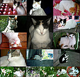 Click image for larger version

Name:	My Cats.jpg
Views:	21
Size:	672.1 KB
ID:	78038