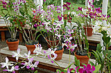 Click image for larger version

Name:	orchid house orchids.jpg
Views:	12
Size:	143.2 KB
ID:	46743