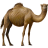 Name:  camel.png
Views: 3
Size:  4.2 KB