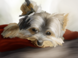 Click image for larger version

Name:	yorkie.png‎
Views:	24
Size:	2.23 MB
ID:	64157