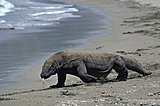 Click image for larger version

Name:	komodo-bite-1.jpg
Views:	7
Size:	28.1 KB
ID:	50371