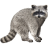 Name:  raccoon.png
Views: 3
Size:  4.2 KB